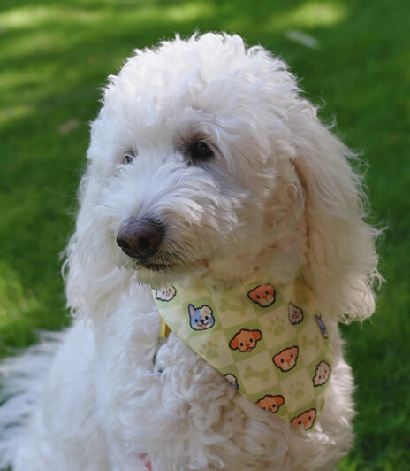 Dog Bandana